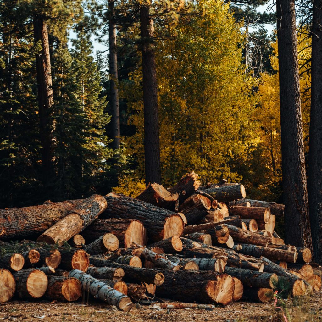 img blog six ways to make office sustainable trees logs in forest tp