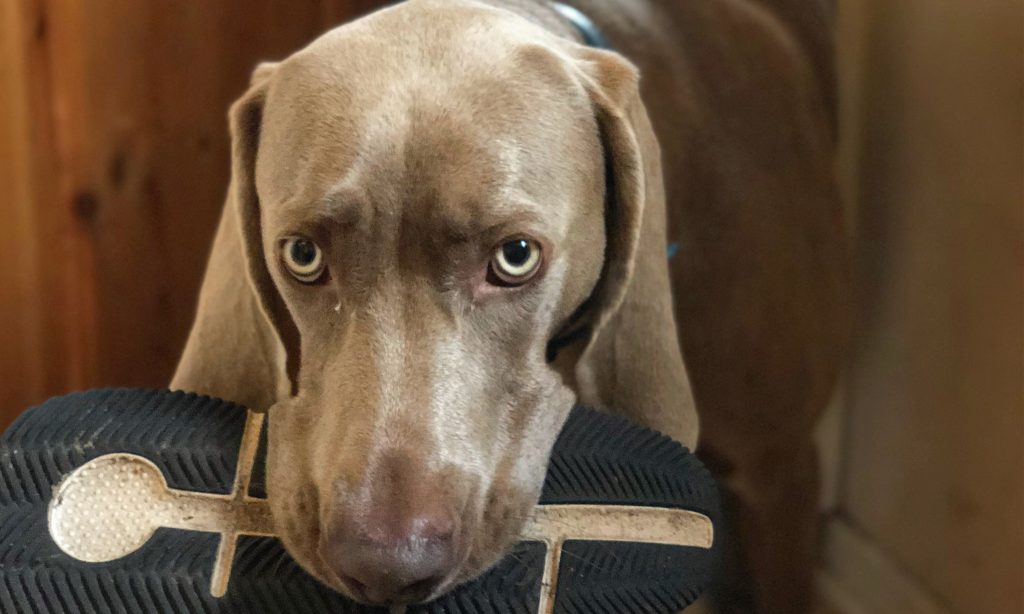img blog love your dog brightside vol2
