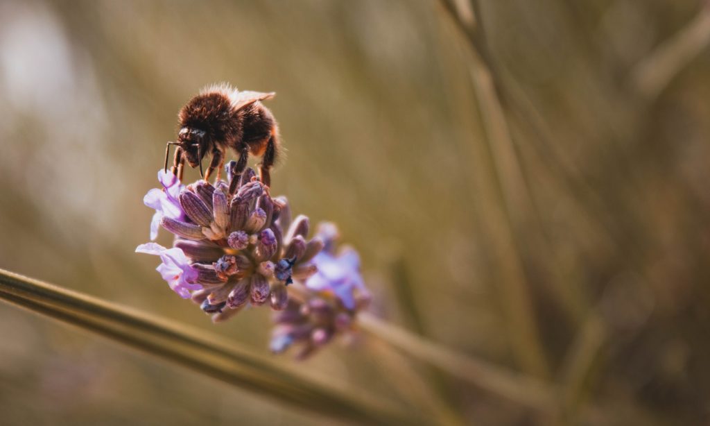 img blog bee vaccine pesti side effects brightside5