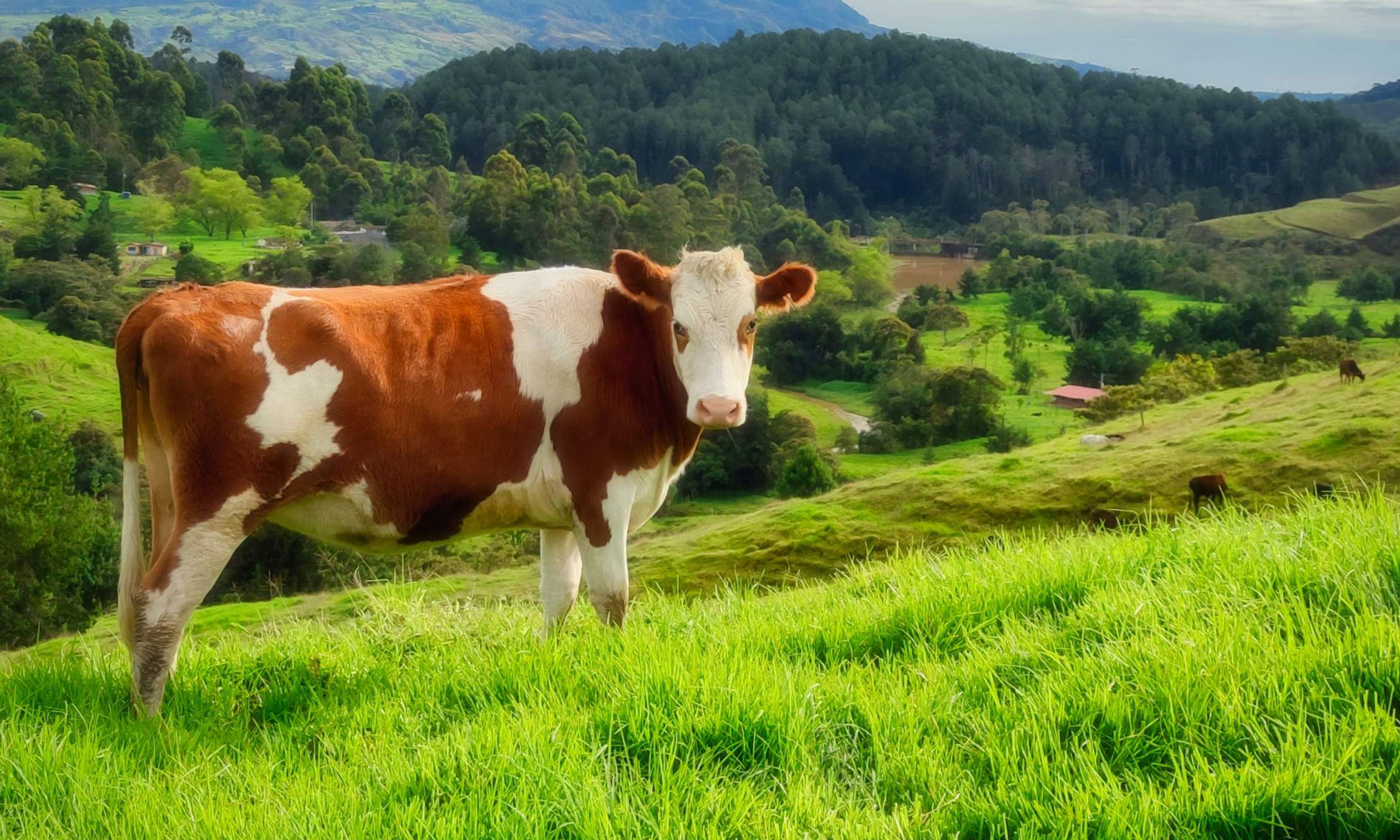 img blog brightside methane busting feed additive
