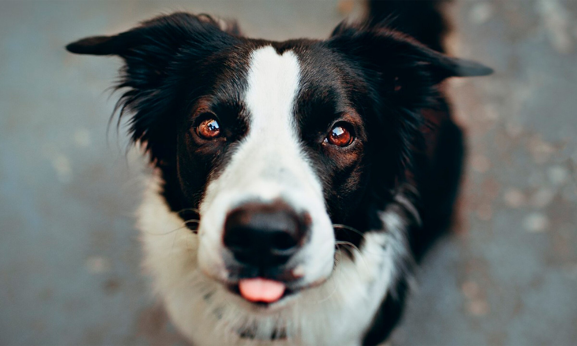 img blog brightside blog border collie
