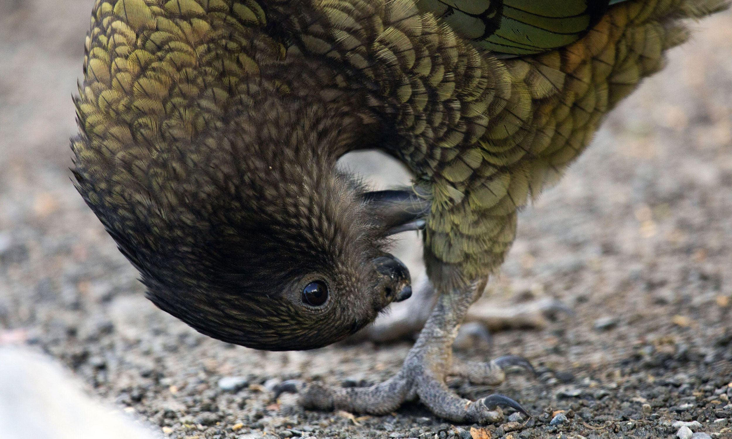 img blog brightside bruce disabled parrot adapt