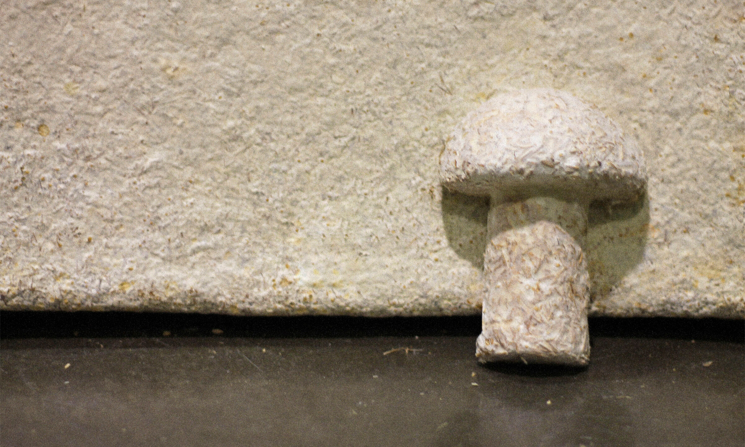 img blog plastic alternatives mycelium