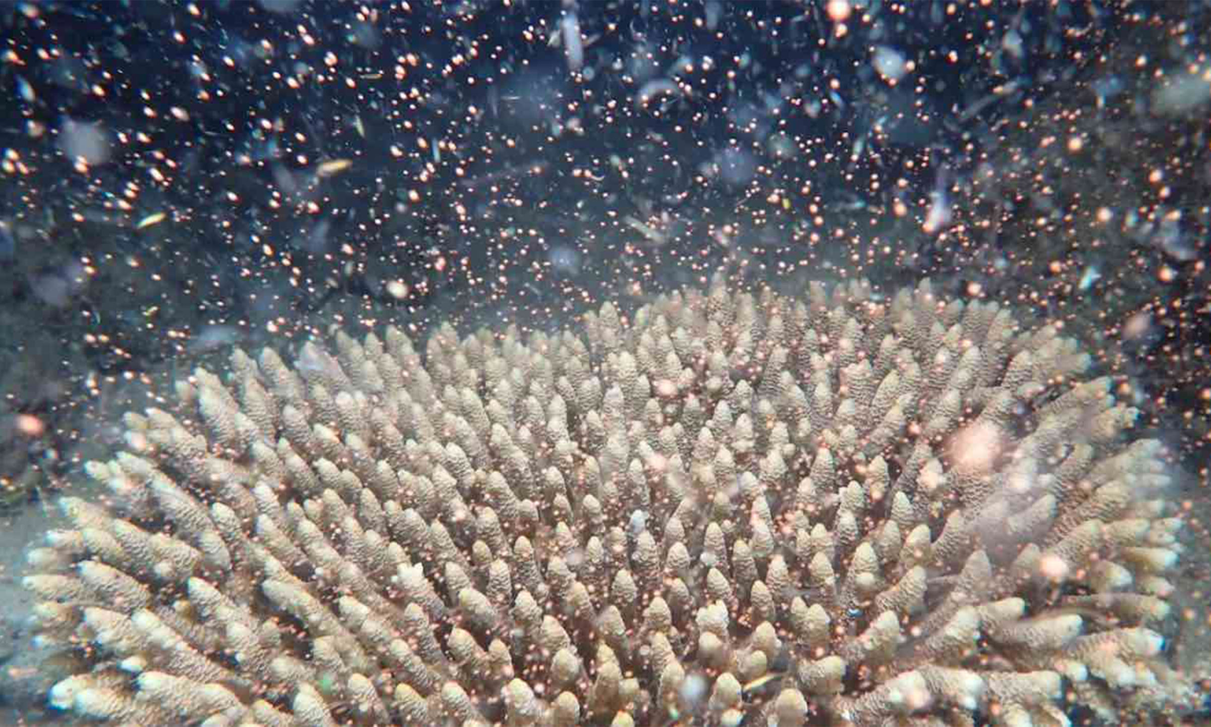 img blog brightside coral